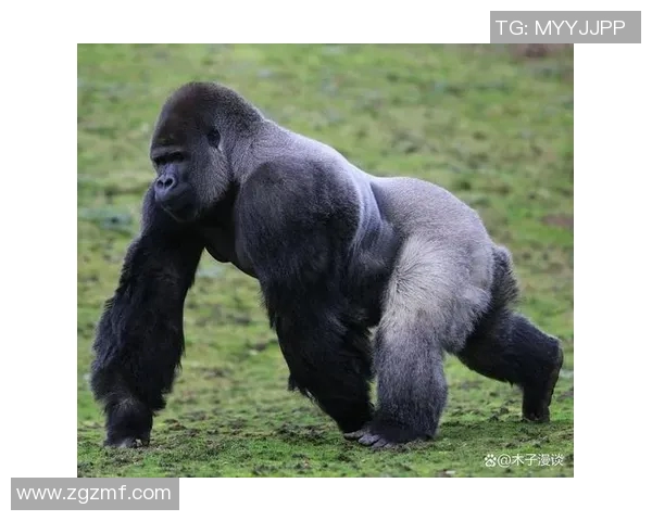 银背大猩猩与火焰的对决：自然力量的碰撞与生存的考验