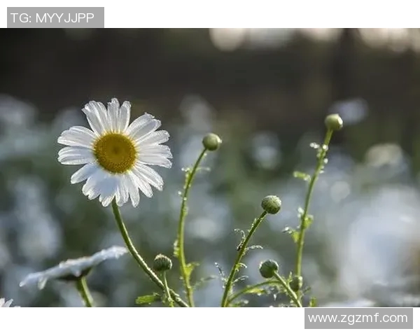 2020年安阳与大田韩亚市民的友谊赛精彩回顾与赛后分析 2020年安阳与大田韩亚市民的友谊赛精彩回顾与赛后分析