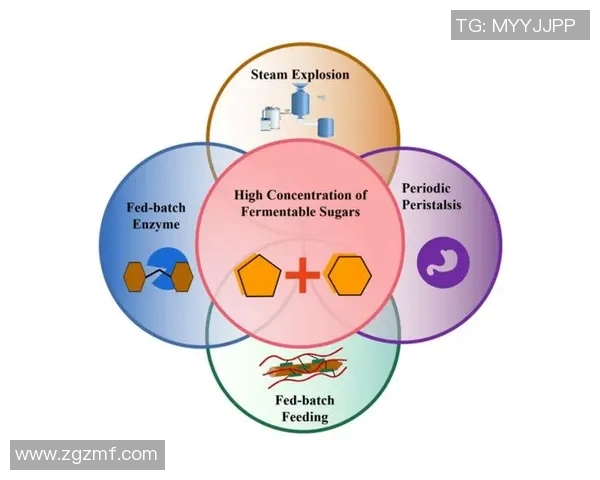 北方星与海湾魔法的巅峰对决揭示了团队合作与策略的重要性